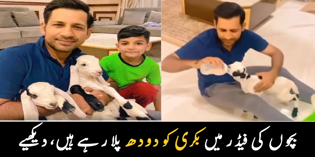 بکری کے بچے کو دودھ پلانے لگے ۔۔ سرفراز احمد کی جانوروں سے محبت کی ویڈیو وائرل