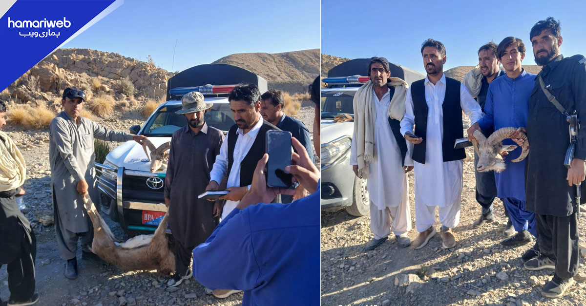 قلعہ سیف اللہ میں غیر قانونی شکار، 4 ملزمان گرفتار، نایاب جنگلی جانور برآمد