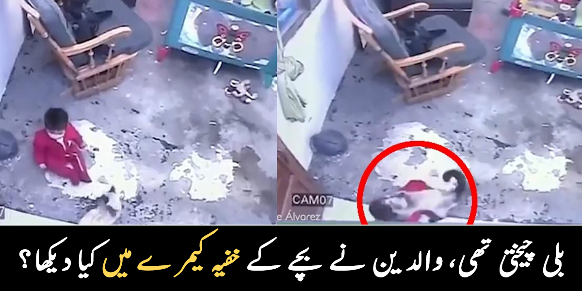 نومولود بچہ اونچی عمارت سے گرنے والا تھا ۔۔ پالتو بلی نے نومولود بچی کو کیسے بچایا؟ ویڈیو وائرل