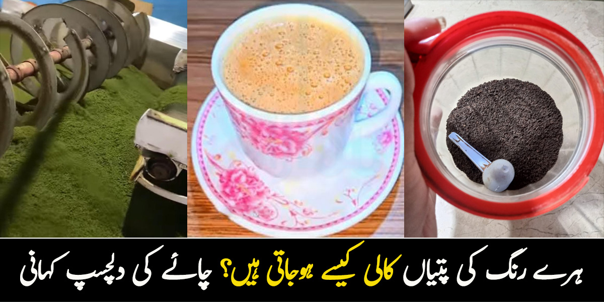 ہرے رنگ کی پتیاں کالی کیسے ہوجاتی ہیں؟ چائے کی پتی کے بارے میں دلچسپ معلومات