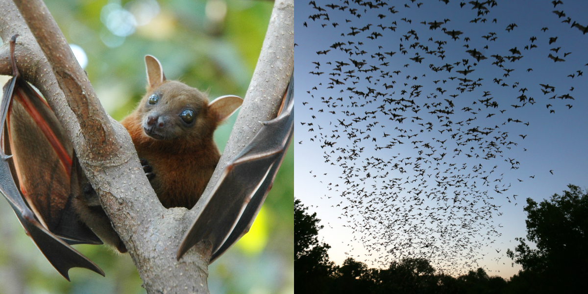 ملتان میں اچانک خوفناک چمگادڑوں کا حملہ، بڑا نقصان