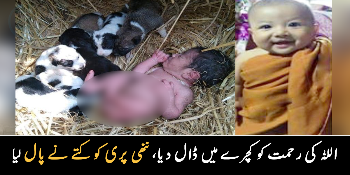والدین نے اللہ کی رحمت کو کچرے میں ڈال دیا ۔۔ تین ایسے واقعات جن میں کتوں نے ننھی پریوں کو اپنے بچوں کے ساتھ پالنا شروع کر دیا