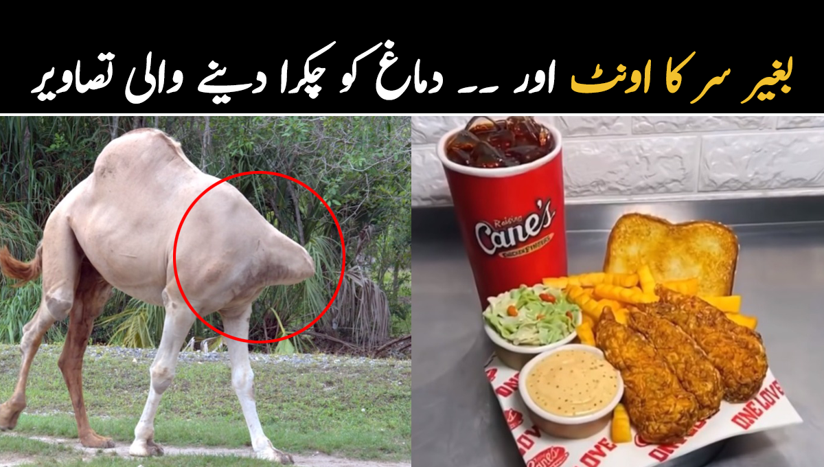 بغیر سر کا اونٹ اور ۔۔ دماغ کو چکرا دینے والی تصاویر جنہیں کر آنکھیں کھلی کی کھلی رہ جائیں