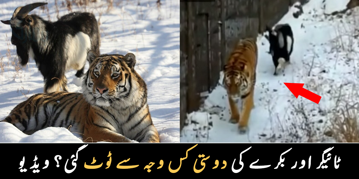 کھانا بھی ساتھ کھاتے تھے اور سوتے بھی ساتھ تھے ۔۔ بکرے اور ٹائیگر کی دوستی کس طرح ٹوٹ گئی، دیکھیے
