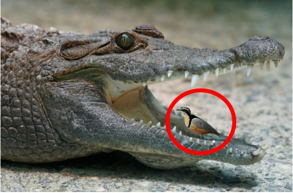 وہ کونسا پرندہ ہے جو مگر مچھ کے دانتوں سے اپنا رزق نکال کر کھاتا ہے اور مگر مچھ کو ۔۔۔۔ جانیں دلچسپ حقائق