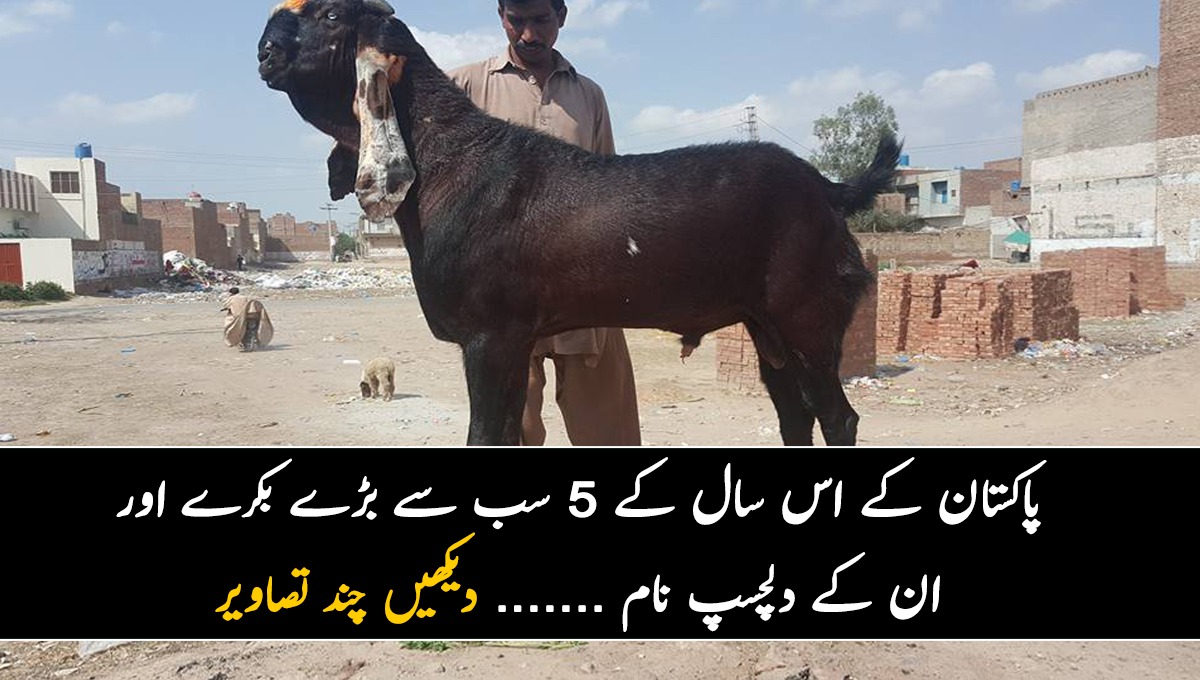 پاکستان کے اس سال کے 5 سب سے بڑے بکرے اور ان کے دلچسپ نام ....... دیکھیں چند تصاویر