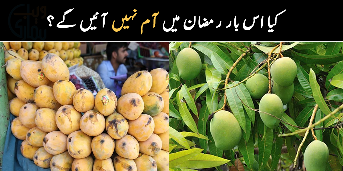 کیا اس بار آم نہیں آئیں گے؟ آم سے متعلق خبر نے سب کو پریشان کر دیا
