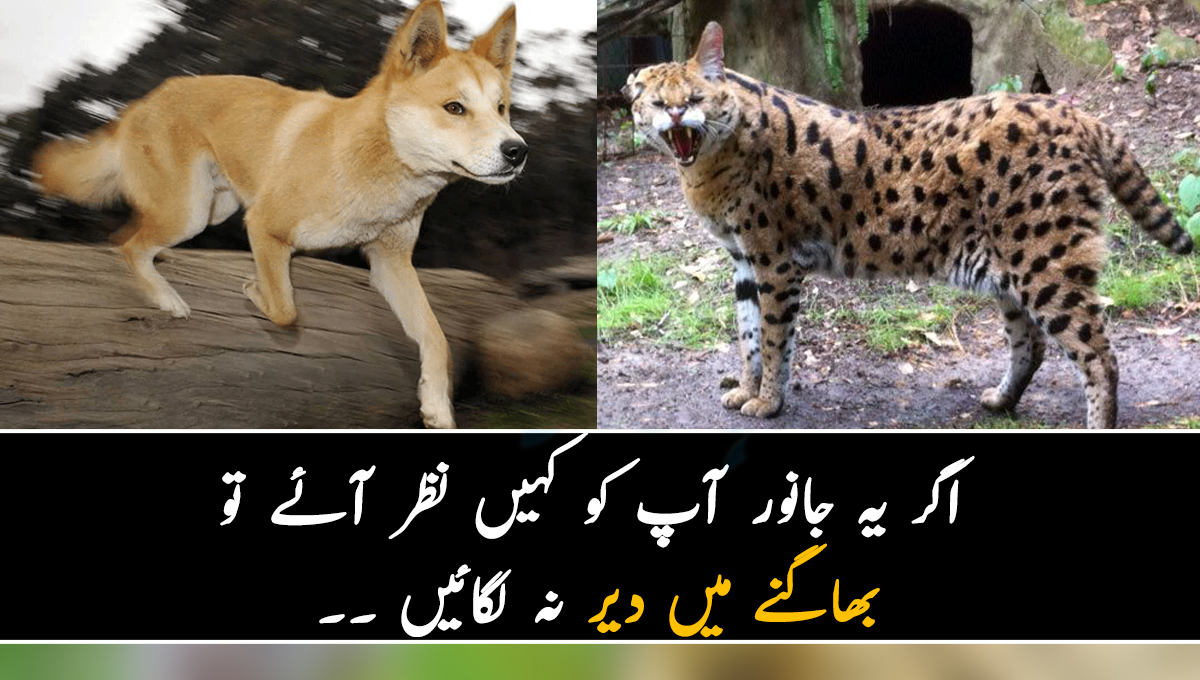 اگر یہ جانور آپ کو کہیں نظر آئے تو بھاگنے میں دیر نہ لگائیں ۔۔ جانیے وہ اہم باتیں جن سے ان 4 جانوروں کے بارے میں پتہ لگایا جا سکتا ہے کہ یہ آپ کے پیچھے لگیں گے یا نہیں