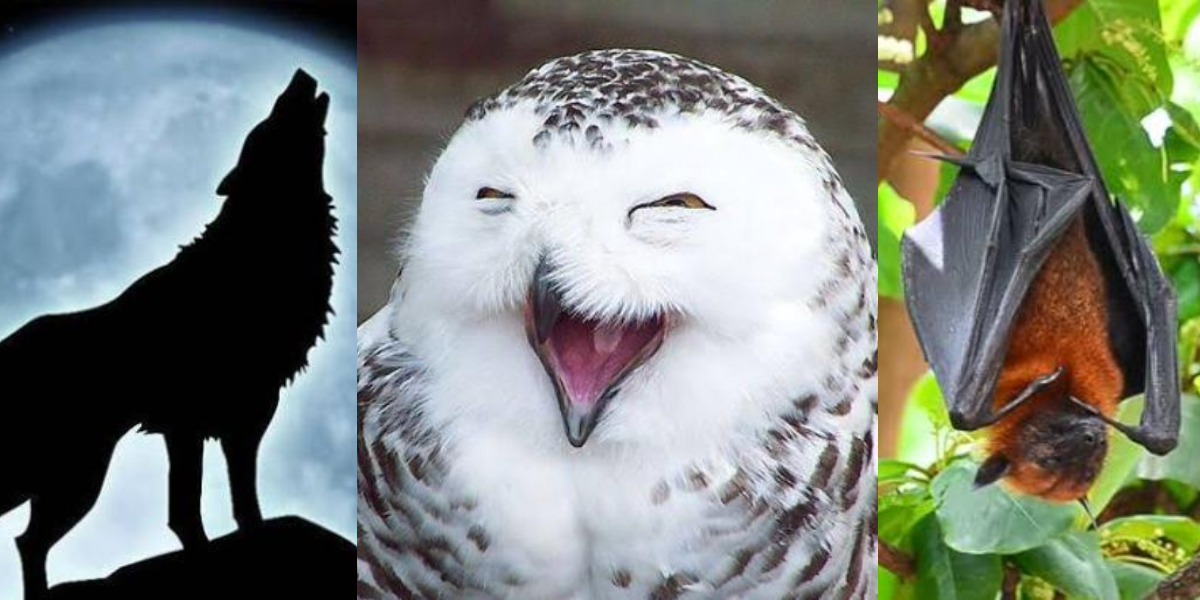 الو جب ہنستا ہے تو کیا ہوتا ہے اور۔۔ جانیے ان جانوروں اور پرندوں کے بارے میں دلچسپ معلومات جس پر یقین نہیں آتا