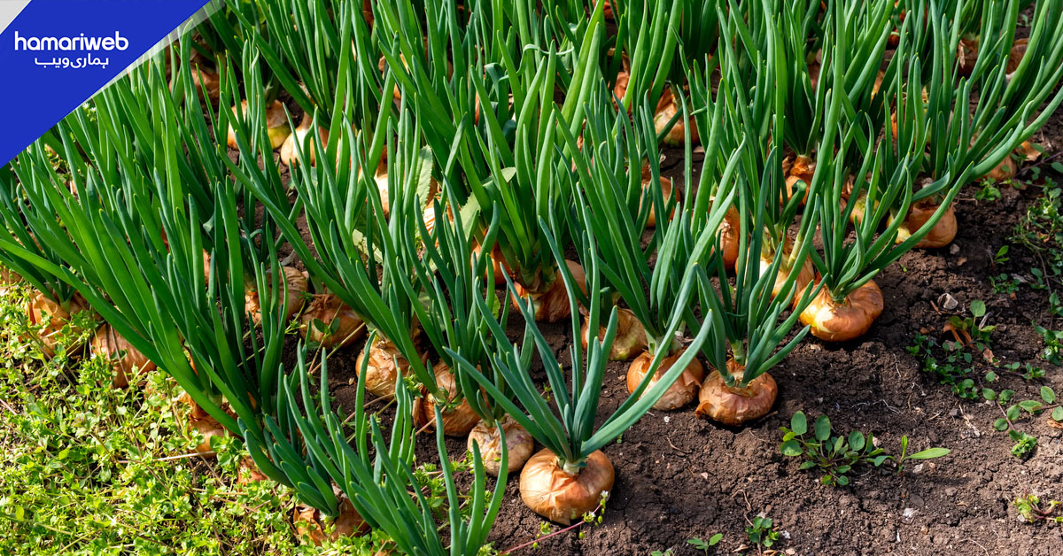 26-2025 کے لیے پیاز کی پیداوار کا ہدف 27 لاکھ 80 ہزار ٹن مقرر