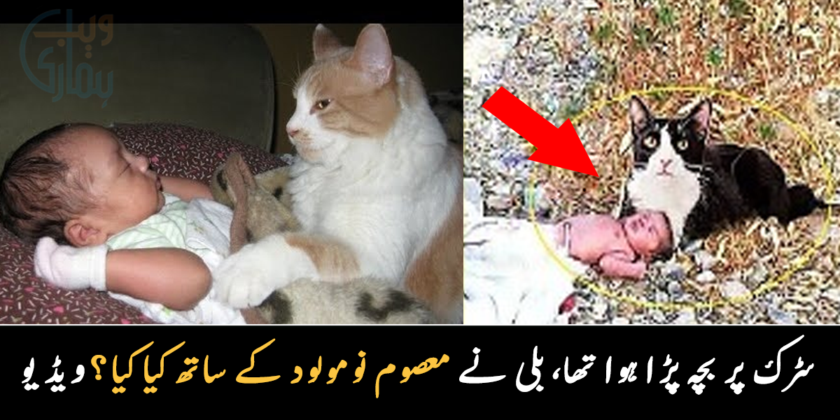 سنسنان سڑک پر کچرے میں بلی کو بچہ پڑا دکھائی دیا، بلی پاس آئی اور ایسا کیا کیا جو سب چونک گئے؟