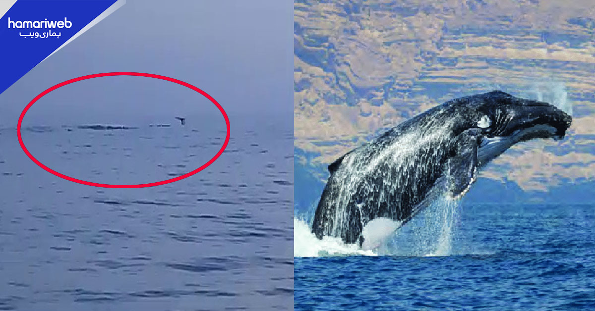 عربی وہیلیں اچانک گوادر پہنچ گئیں، حیران کن مناظر!