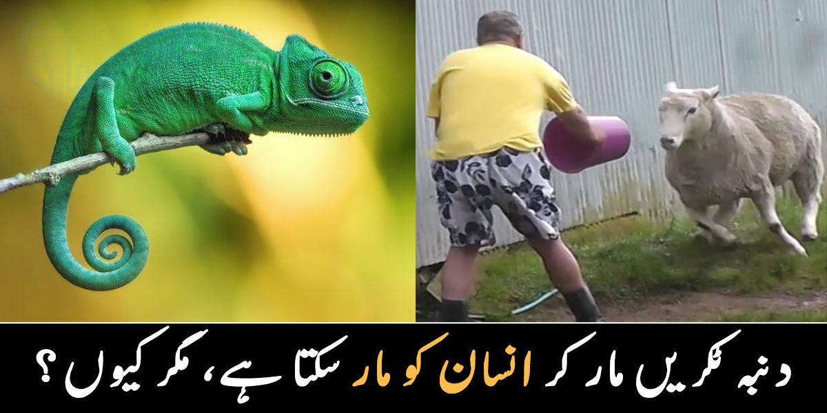 کیا دنبہ آپ کو جان سے بھی مار سکتا ہے؟ جانیے ان دو جانوروں سے متعلق دلچسپ معلومات