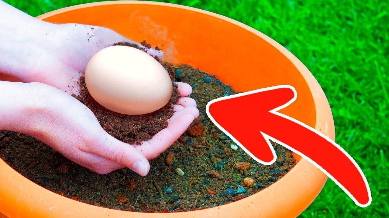 انڈہ لے کر اسے پودے کے گملے میں رکھیں اور پھر کمال دیکھیں