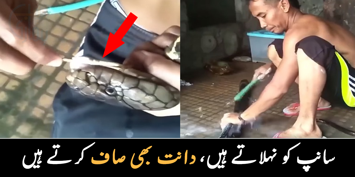 دانتوں کو صاف کرتا ہے اور ۔۔ دنیا کا انوکھا شخص جو سانپ کو روزانہ نہلاتا ہے، دیکھیے