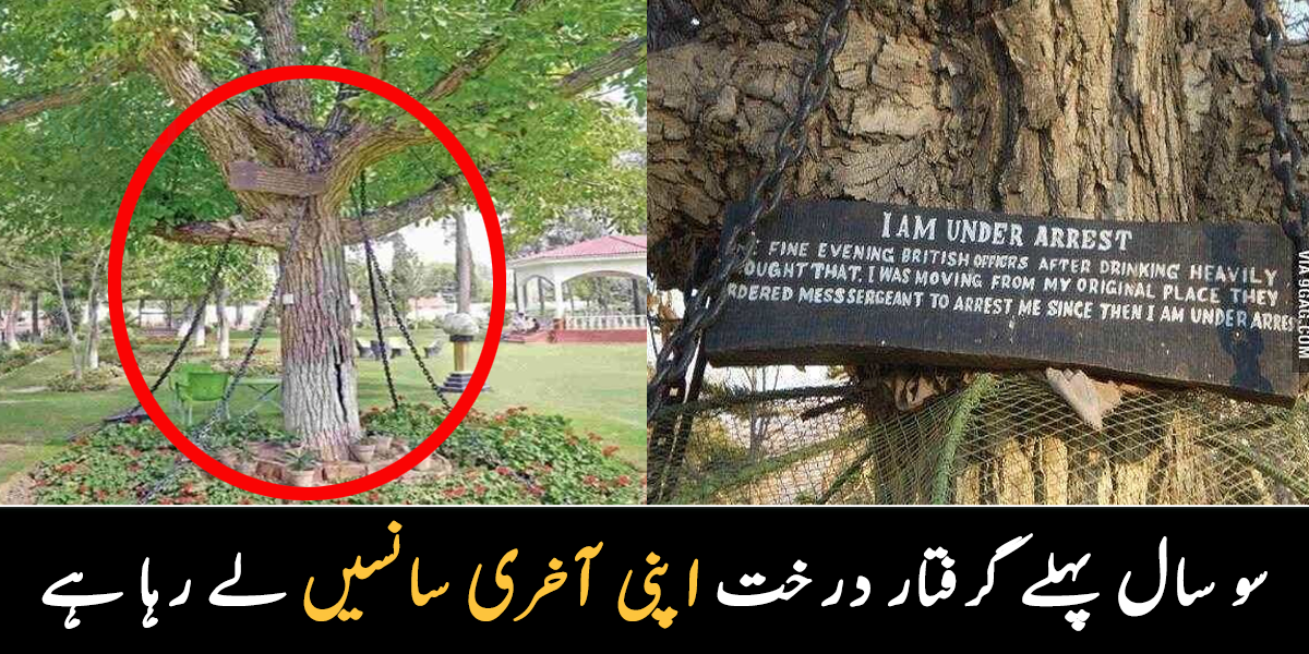 یہ درخت اچانک لوگوں پر حملہ کرنے لگا تھا ۔۔ 100 سال پہلے اسے زنجیروں سے کیوں باندھا گیا تھا جو آج آخری سانسیں لے رہا ہے؟