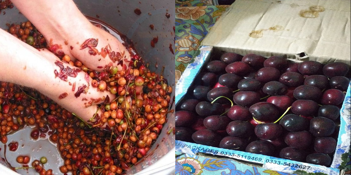 چیری کے چھوٹے دانوں کے بڑے فائدے۔. مزیدار پھل کے 6 ایسے فائدے جس سے یہ سونے کے بھاؤ بھی ملے تو خرید لیں