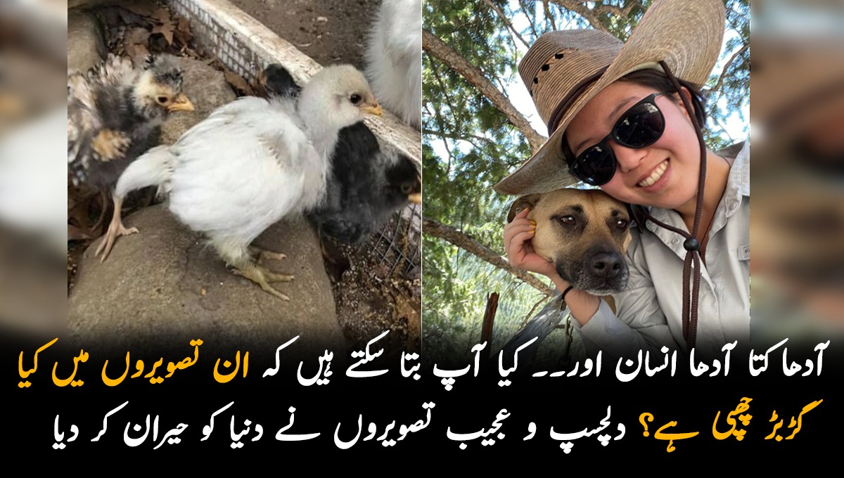 آدھا کتا آدھا انسان اور۔۔ کیا آپ بتا سکتے ہیں کہ ان تصویروں میں کیا گڑبڑ چھپی ہے؟ دلچسپ و عجیب تصویروں نے دنیا کو حیران کر دیا
