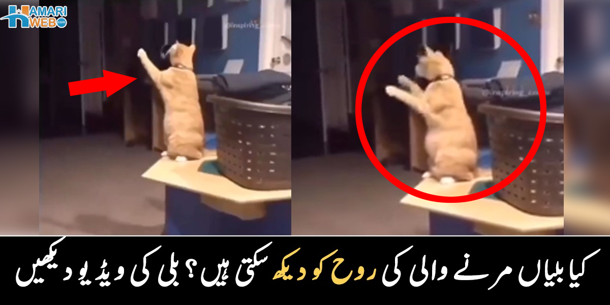 کیا بلیوں کو مرنے والوں کی روح دکھائی دیتی ہے؟ پالتو بلی رات کے اندھیرے میں عجیب و غریب حرکت کرتی رہی، ویڈیو وائرل