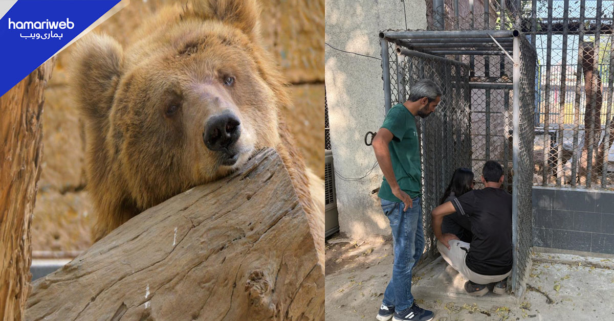 رانو ریچھ کی نئی منزل کیا ہے۔۔ جانے کے انتظامات مکمل؟