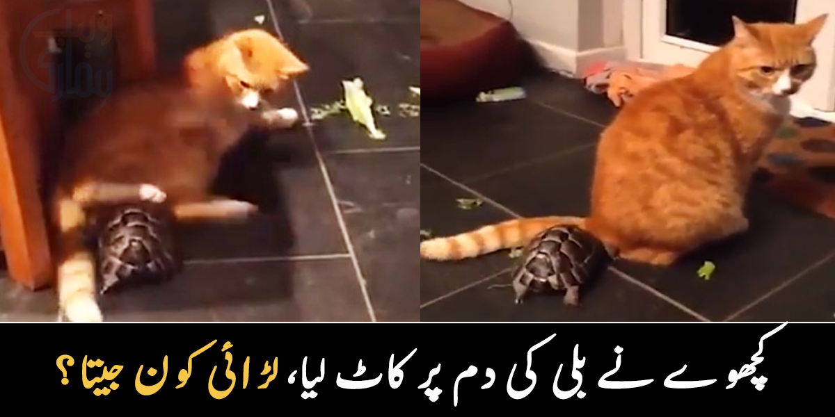 کچھوے نے بلی کی دم پر کاٹ لیا ۔۔ کچھوے اور بلی کی لڑائی میں کون جیتا؟ دیکھیے