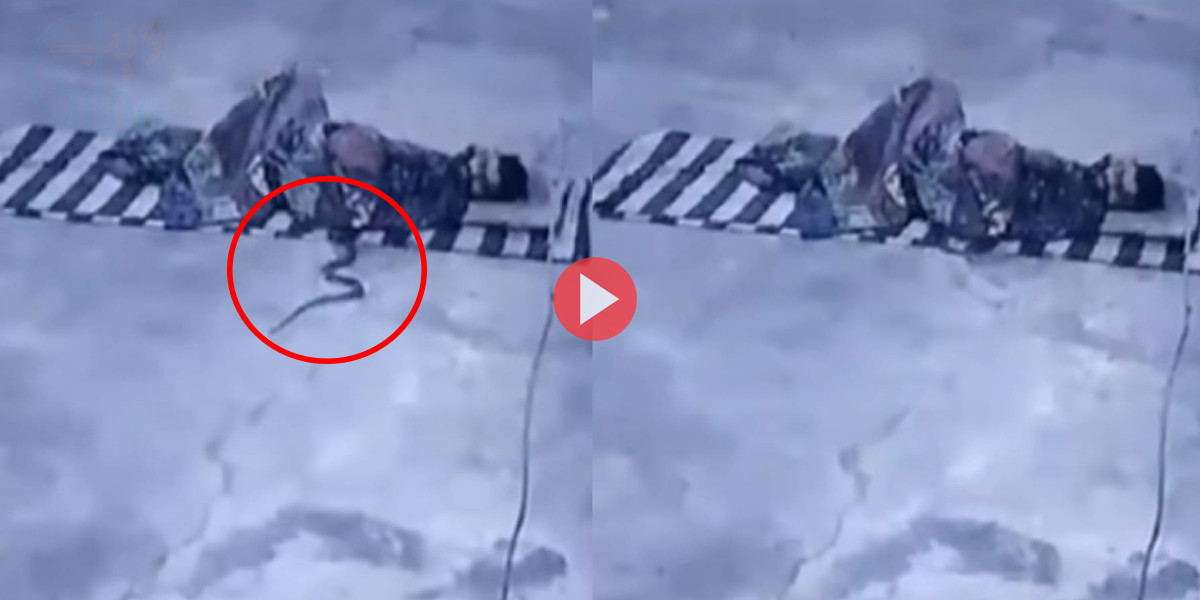 سڑک پر پر سوئے شخص کی چادر میں سانپ گھس گیا۔۔۔ جانیے پھر کیا ہوا