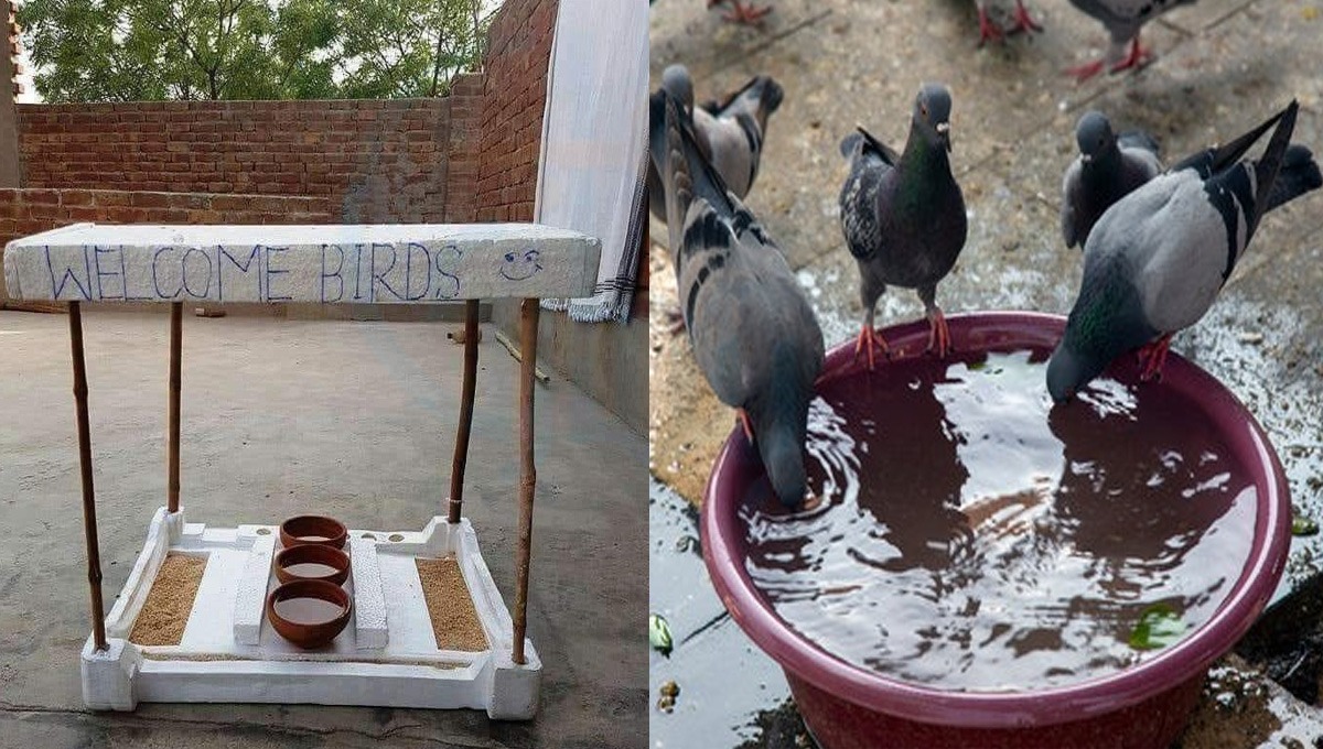 دھوپ اور گرمی سے مرتے پرندوں کی جان صرف آپ بچا سکتے ہیں، اپنے گھروں میں پرندوں کو کیسے خوش آمد کہیں؟