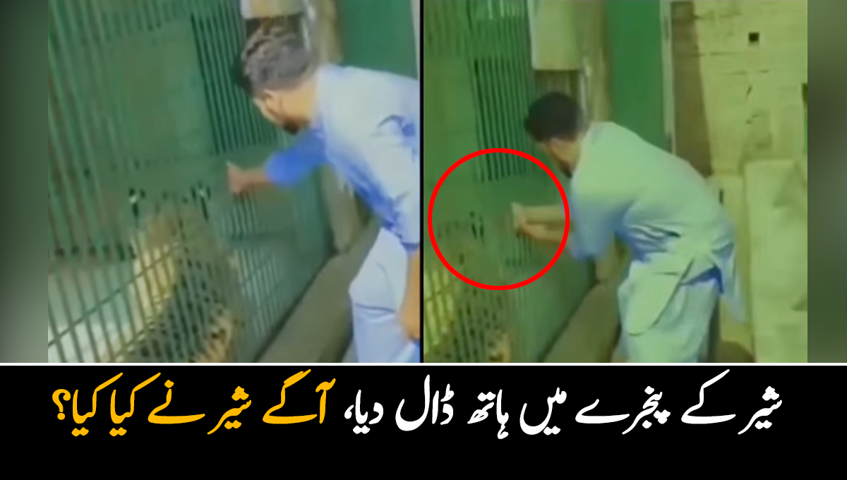 آدمی کو شیر سے چھیڑ چھاڑ مہنگی پڑ گئی ۔۔شیر کے پنجرے میں ہاتھ ڈال دیا، آگے شیر نے کیا کیا؟ ویڈیو دیکھیئے