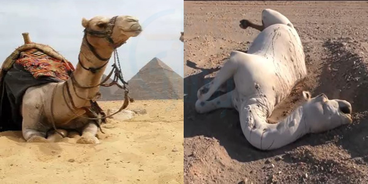 مرا ہوا اونٹ خطرناک کیوں ہوجاتا ہے؟ صحرائی گھوڑا کہلایا جانے والا اونٹ اور اس کی انوکھی عادتیں