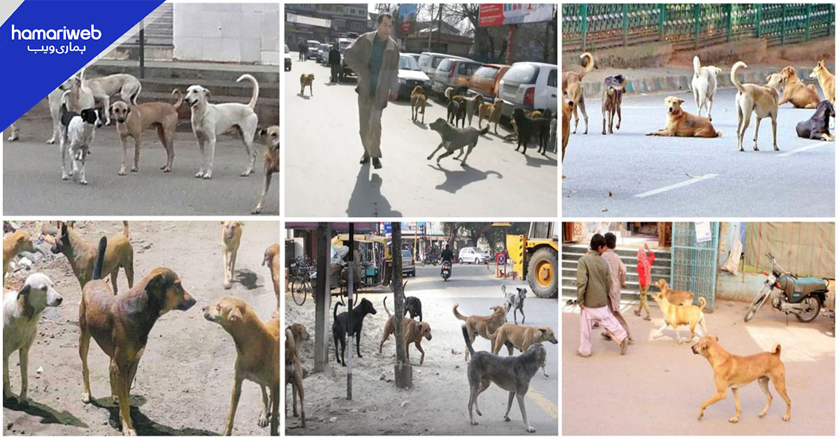 راولپنڈی: چکلالہ کنٹونمنٹ میں آوارہ کتوں کی بھرمار، شہری خوفزدہ