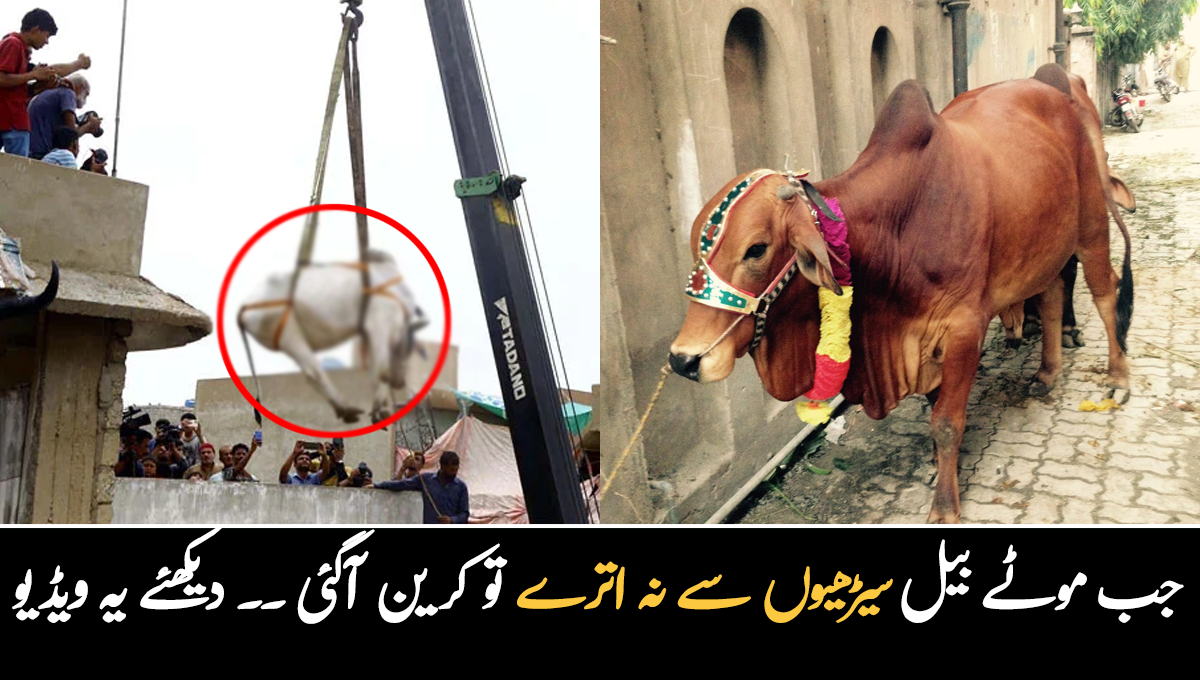 جب موٹے بیل سیڑھیوں سے نہ اترے تو کرین آگئی ۔۔ قربانی کے جانوروں کو کس طرح چھت سے نیچے اتارا جاتا ہے؟ دیکھئے اس ویڈیو میں