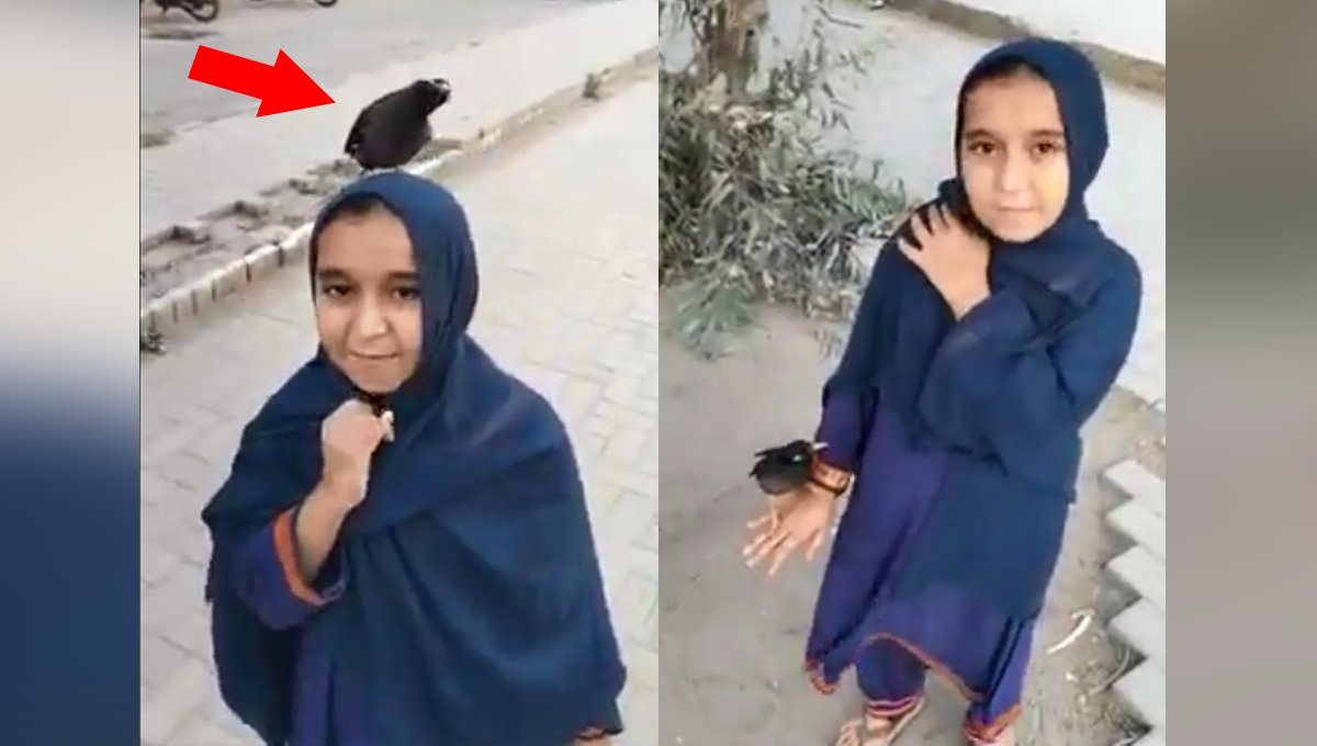 جہاں خود جاتی ہیں مینا بھی اُڑ کر پیچھے پیچھے آجاتی ہے ۔۔ دیکھیئے بچی اور مینا کی دوستی کی دل کو چھو لینے والی خوبصورت ویڈیو 