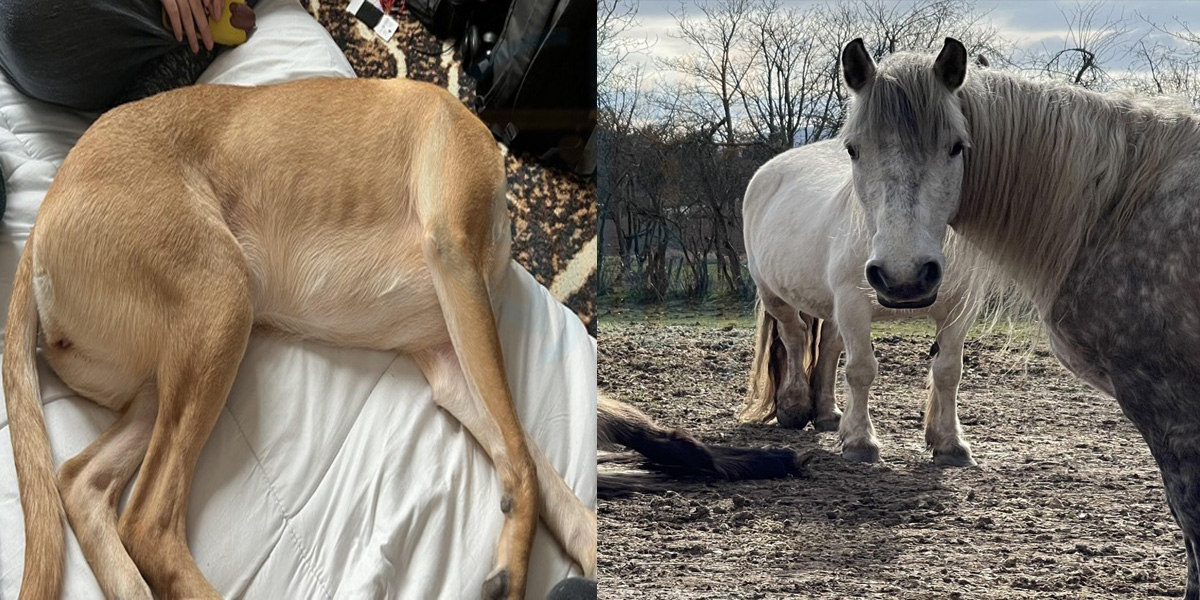 کتے اور گھوڑے کا سر کیوں نہیں ہے؟ حیرت انگیز تصویروں میں چھپی گڑ بڑ جسے پکڑنا ہر ایک کے بس کی بات نہیں