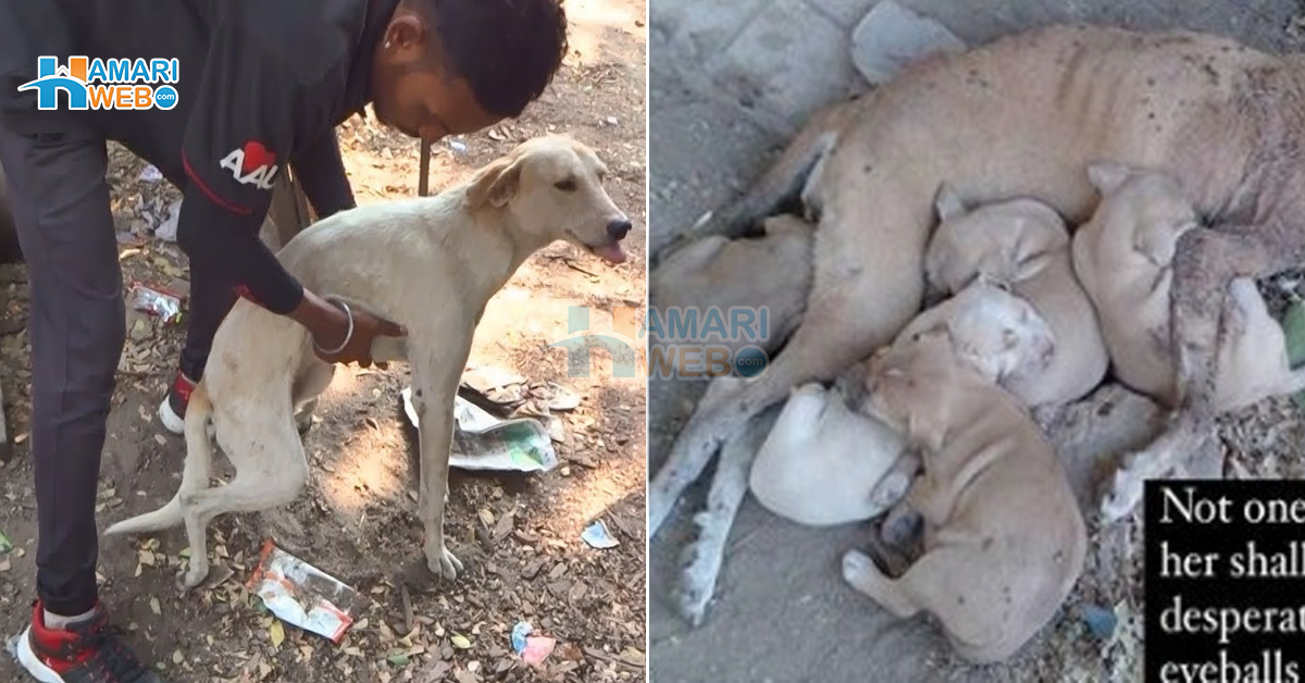 گاڑی نے حاملہ کُتے کو ٹکر مار دی ۔۔  سڑک پر سسکتی ماں مردہ نومولود کو دیکھ کر رو پڑی