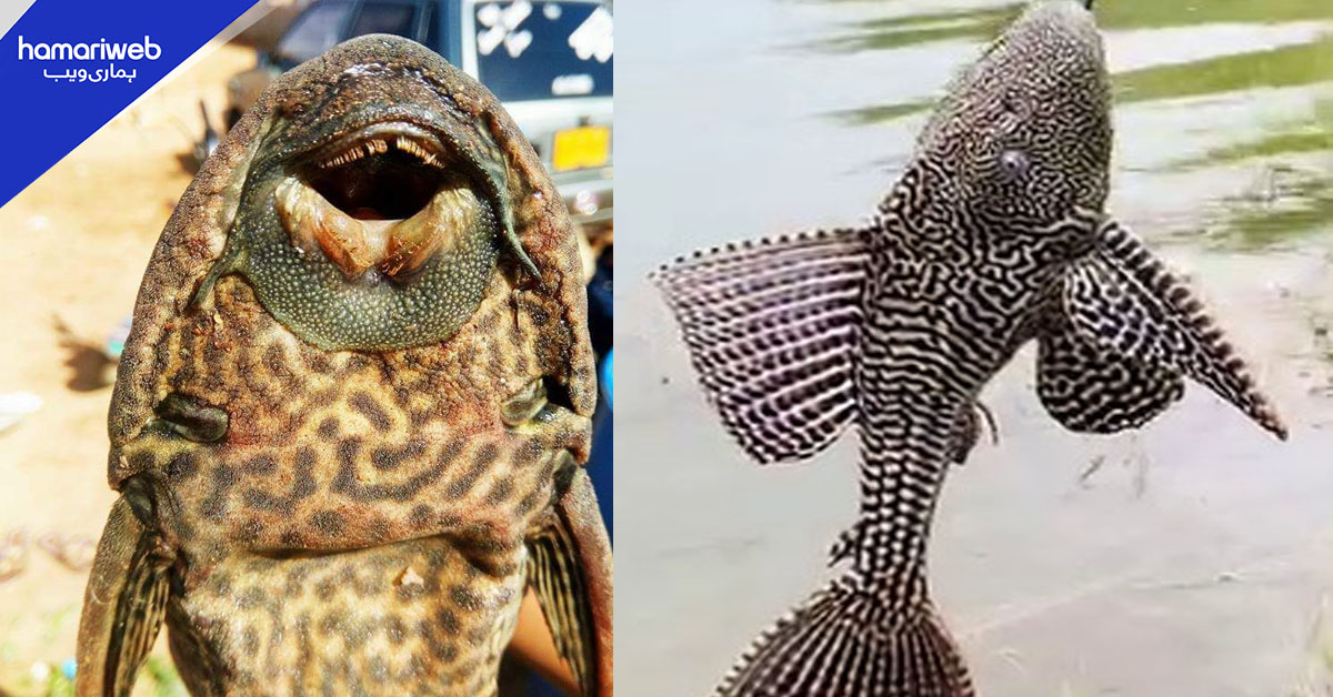 سندھ اور پنجاب کے آبی ذخائر میں غیر ملکی مچھلیوں کا پھیلاؤ، ماحولیاتی نظام کو خطرہ