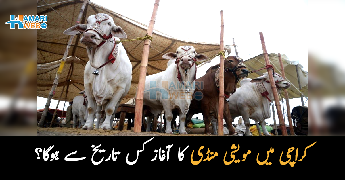 کراچی میں مویشی منڈی کا آغاز کس تاریخ سے ہوگا؟ اہم خبر آگئی 