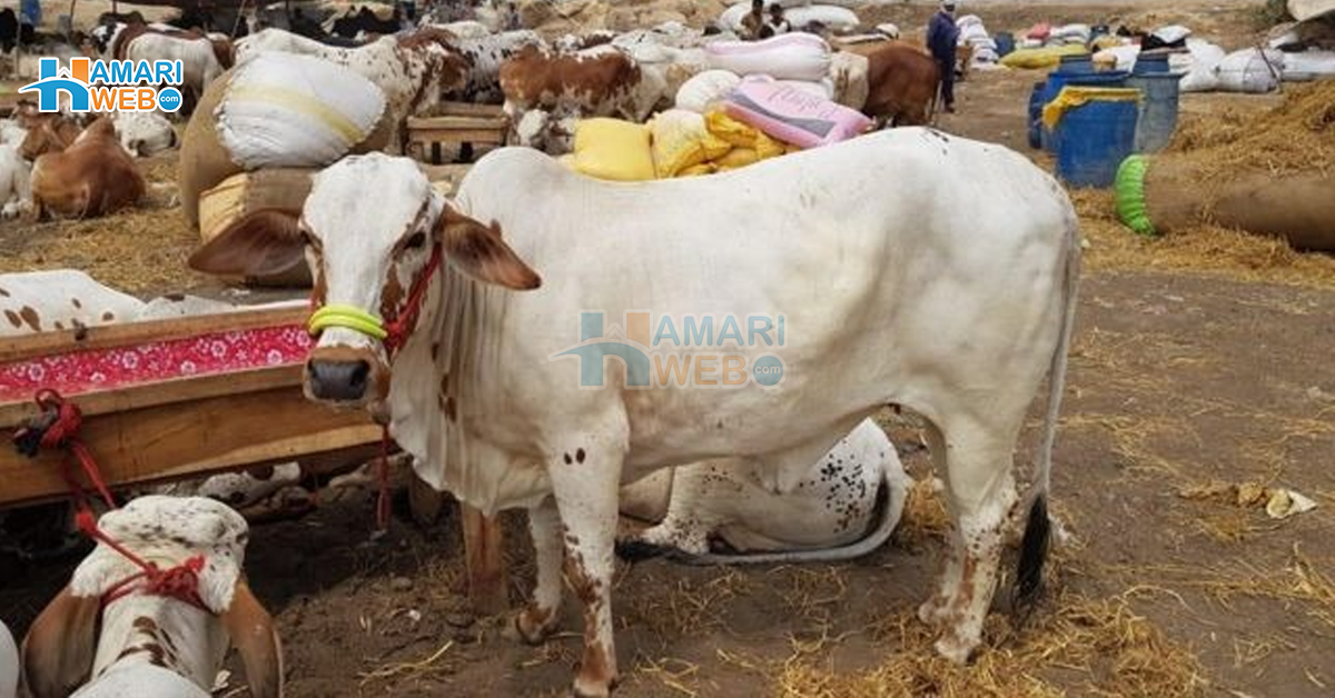 جانور خرید لیں کیونکہ اب ۔۔ عید الاضحیٰ کب ہوگی؟ ماہر فلکیات نے اہم پیشگوئی کردی