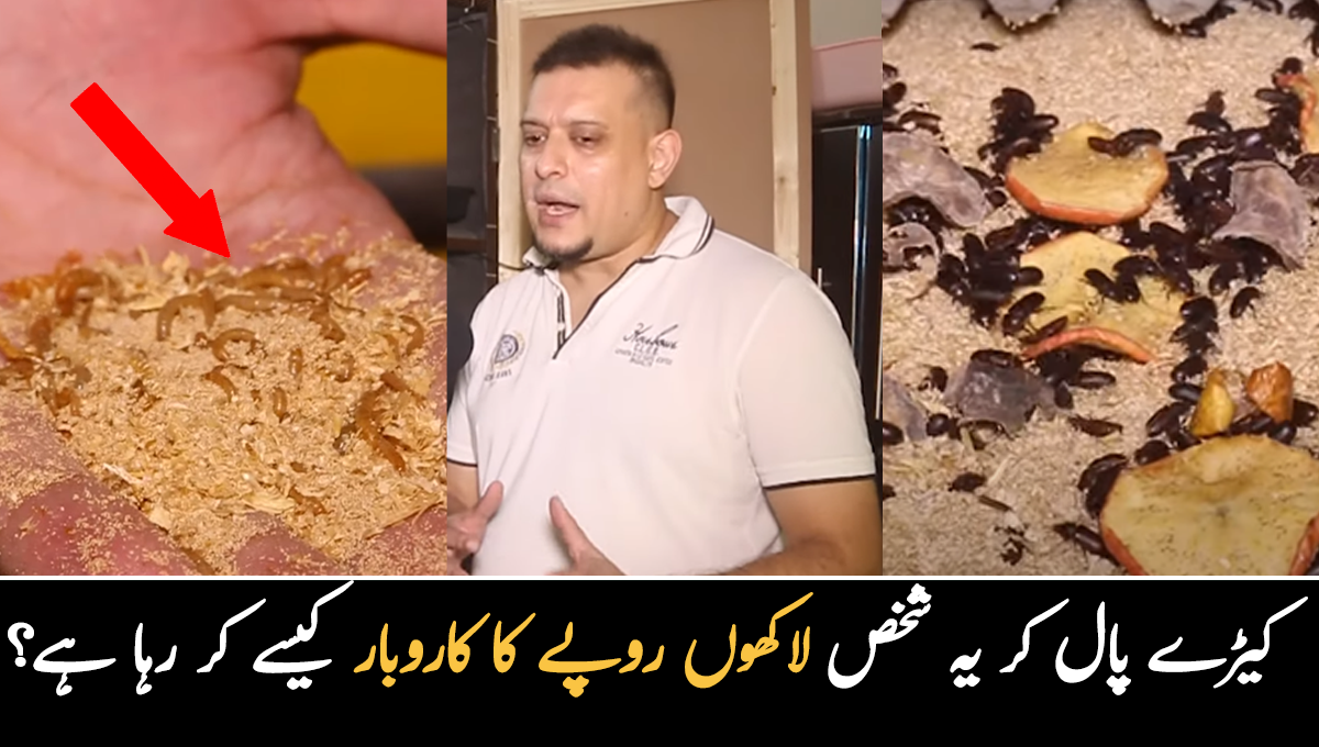 کیڑوں پالنے کا کام شروع کیا اور ماہانہ لاکھوں روپے کمانے لگا ۔۔ یہ شخص کس قسم کے کیڑے پال کر  منافع بخش کاروبار کر رہا ہے؟ 