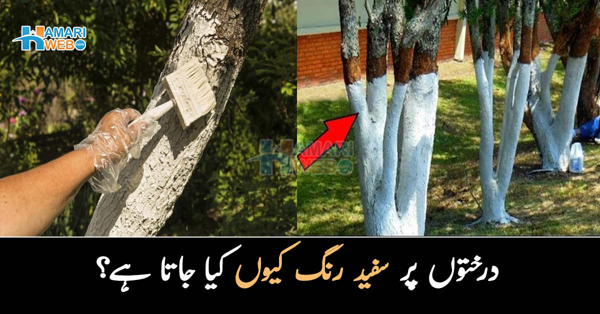 درختوں پر سفید رنگ کیوں کیا جاتا ہے؟ جانیے اس کی وہ دلچسپ وجہ جس کا تعلق آپ سے بھی ہے