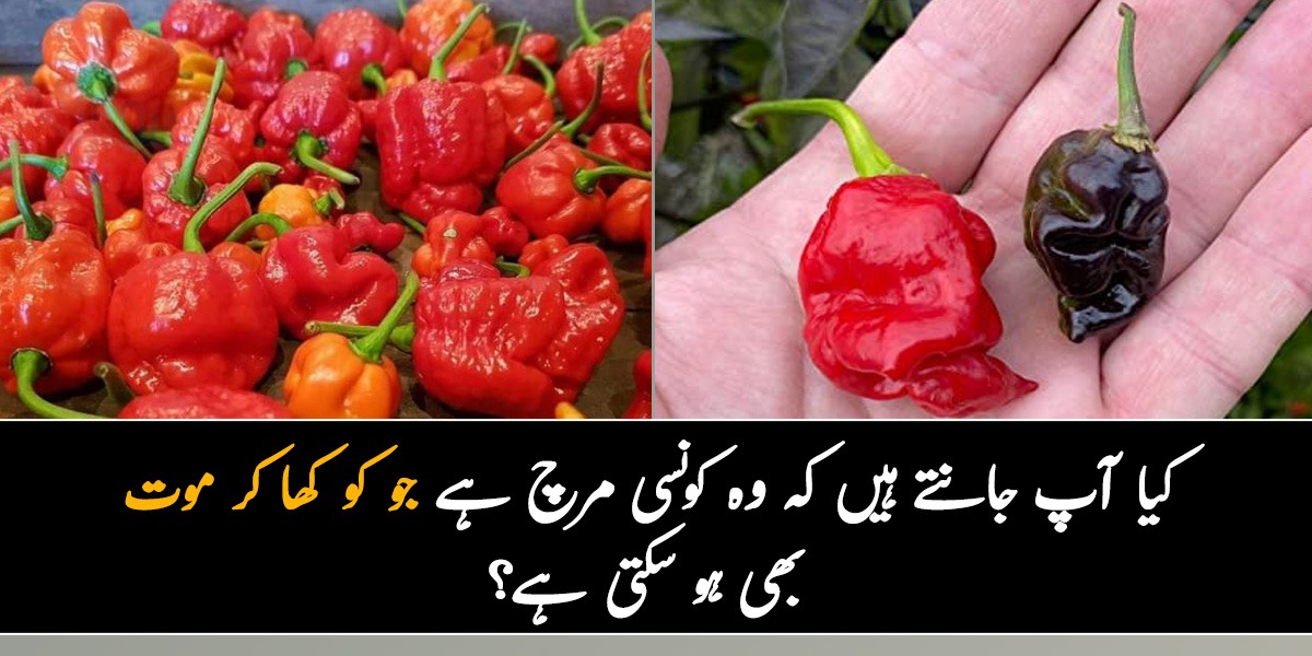 ایسی مرچ جس کو کھا کر موت بھی واقع ہو سکتی ہے ۔۔ کیا آپ جانتے ہیں کہ دنیا کی سب سے تیز ترین مرچیں کون سی ہیں؟