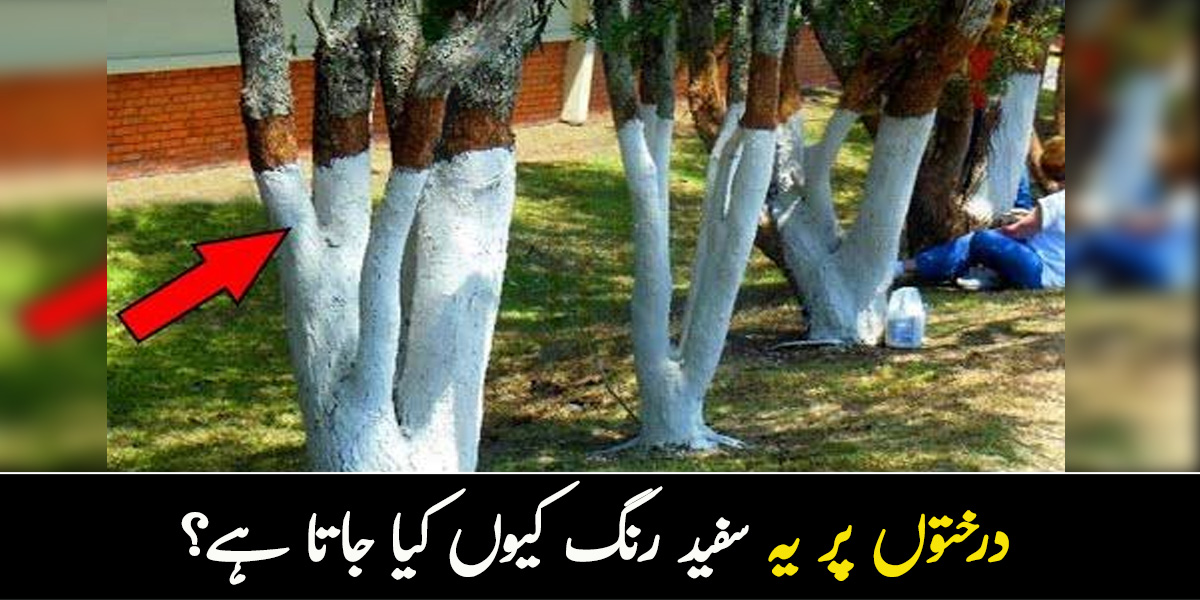 درختوں پر یہ سفید رنگ کیوں کیا جاتا ہے؟ جانیں اس کے متعلق اہم معلومات