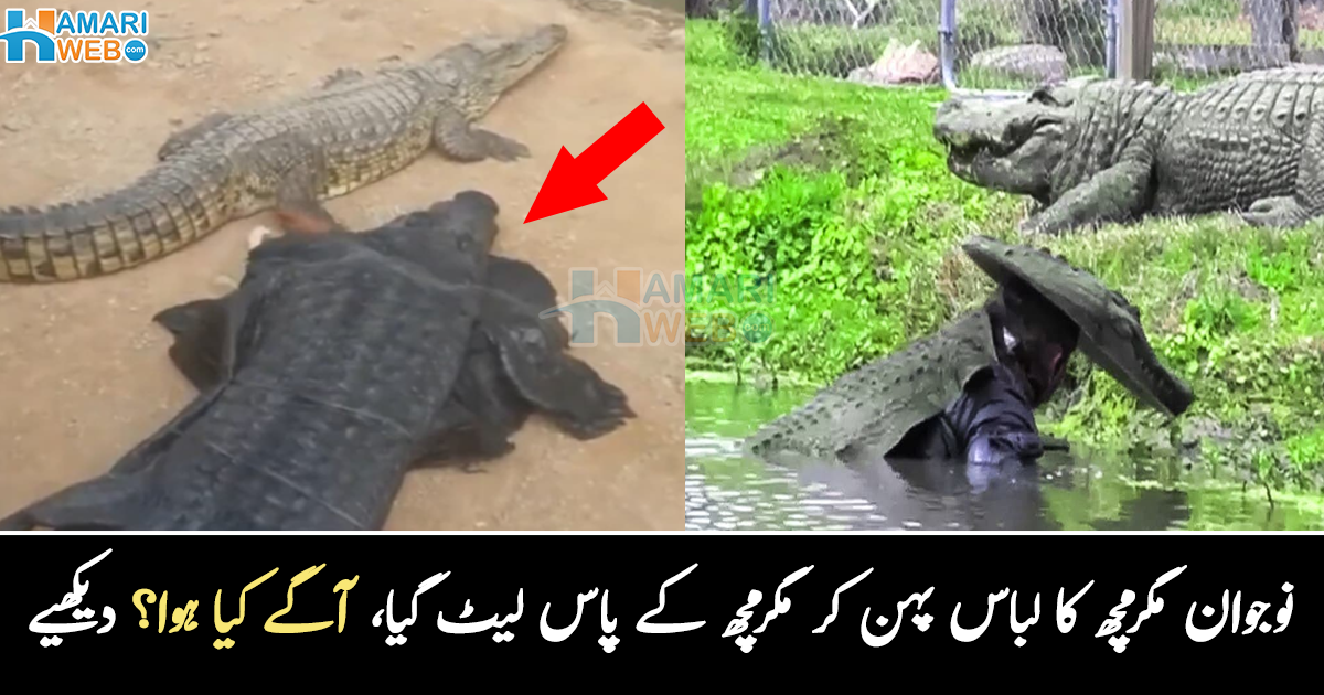 مگرمچھ کے ساتھ لیٹ گیا ۔۔ نوجوان نے مگرمچھ والا لباس پہن کر کیا کیا؟ دیکیھیے