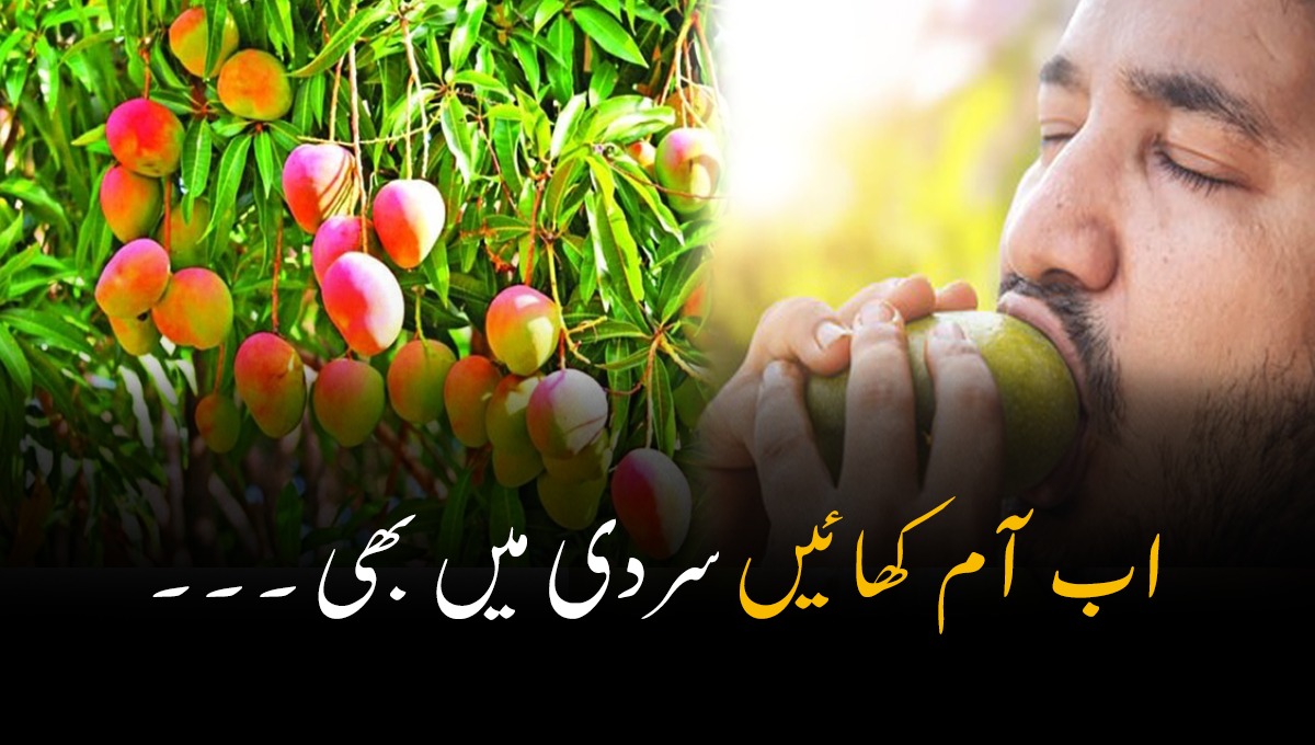 اب آم کھائیں سردی میں بھی ۔۔ ایسا آم جو پاکستان میں سردی کے موسم میں بھی ملتا ہے