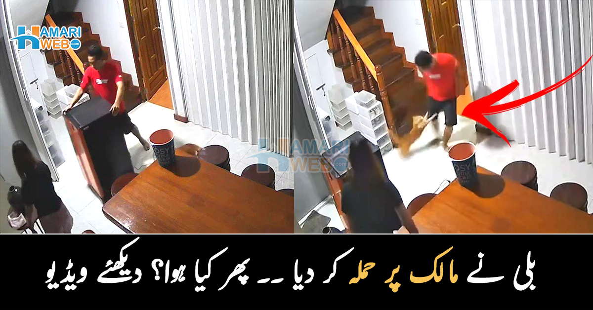 پالتو بلی خونخوار جانور بن گئی ۔۔ بلی نے مالک پر حملہ کر دیا ۔۔ پھر کیا ہوا؟ دیکھئے ویڈیو