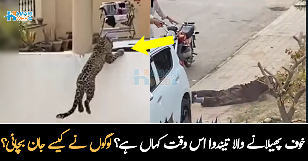 لوگ خوف کے مارے چیختے چلاتے رہے ۔۔ خوف پھیلانے والا تیندوا اس وقت کہاں ہے، لوگوں نے اپنی جان کیسے بچائی؟