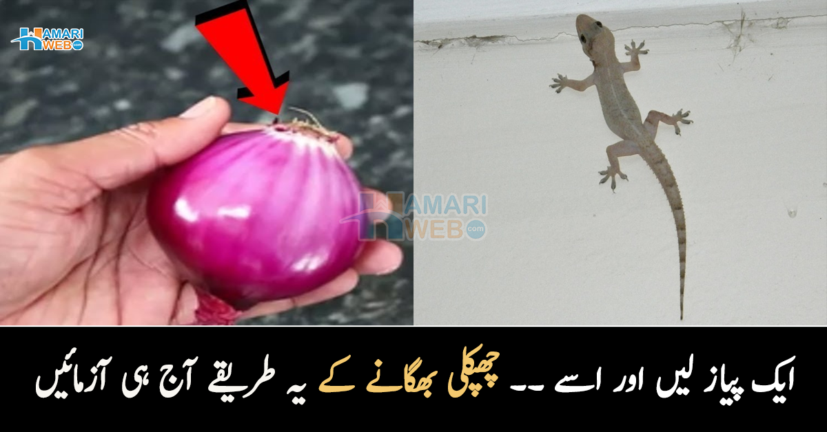 اب جھاڑو اٹھا کر ہلکان نہ ہوں ۔۔ گھر سے چند منٹوں میں چھپکلیاں بھگانے کا آسان سا طریقہ جس کے بعد وہ پھر کبھی نہ آئیں