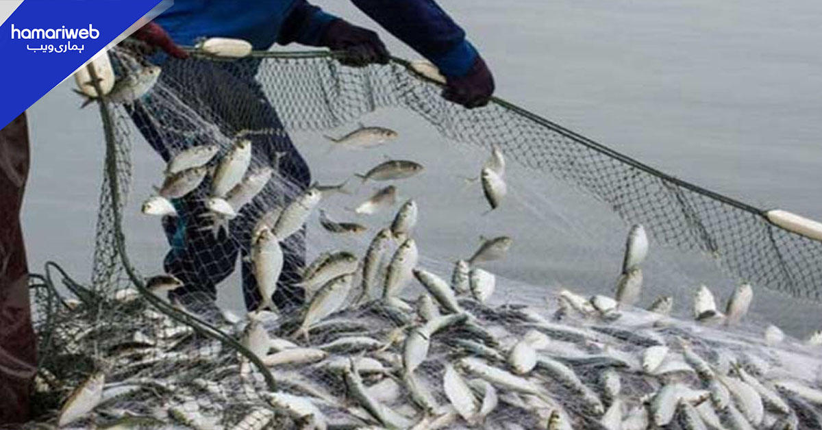 پاکستانی ماہی مصنوعات کی برآمدات 57 کروڑ ڈالر تک پہنچ گئیں
