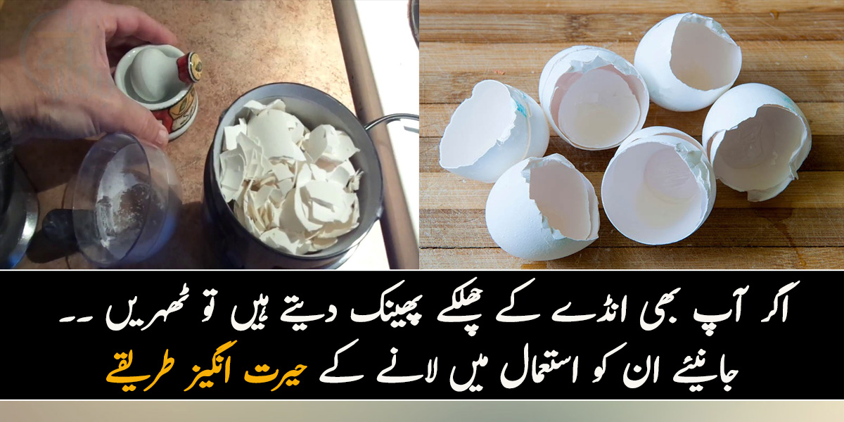 اگر آپ بھی انڈے کے چھلکے پھینک دیتے ہیں تو ٹھہریں ۔۔ جانیئے ان کو استعمال میں لانے کے حیرت انگیز طریقے جن سے آپ بھرپور فائدہ اٹھا سکتے ہیں