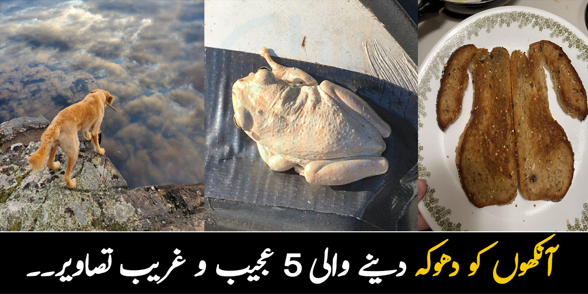مرغی ہے یا مینڈک۔۔ 5 عجیب و غریب تصاویر جنھیں پہلی نظر میں دیکھ کر آپ بھی دھوکہ کھا جائیں