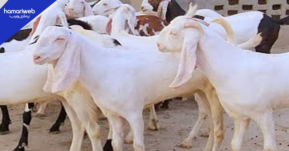 گلستانِ جوہر میں عید سے قبل 25 بکرے چوری،  19 لاکھ کا نقصان